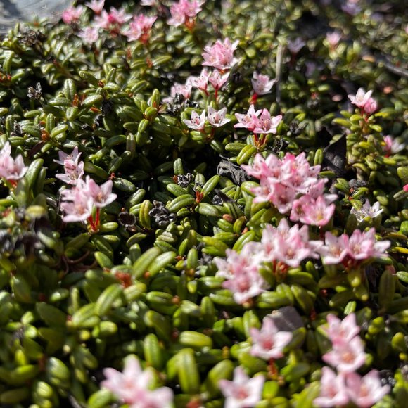 Meet your Posher, Sydney - Picture 2 of 2